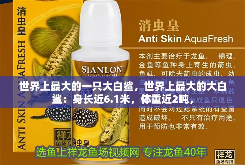 世界上最大的一只大白鯊，世界上最大的大白鯊：身長近6.1米，體重近2噸，