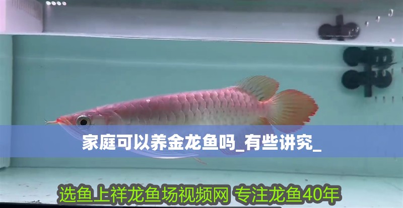 家庭可以養金龍魚嗎_有些講究_