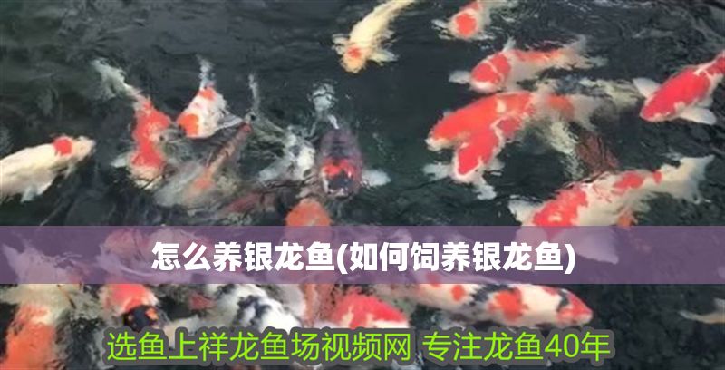 怎么養銀龍魚(如何飼養銀龍魚)