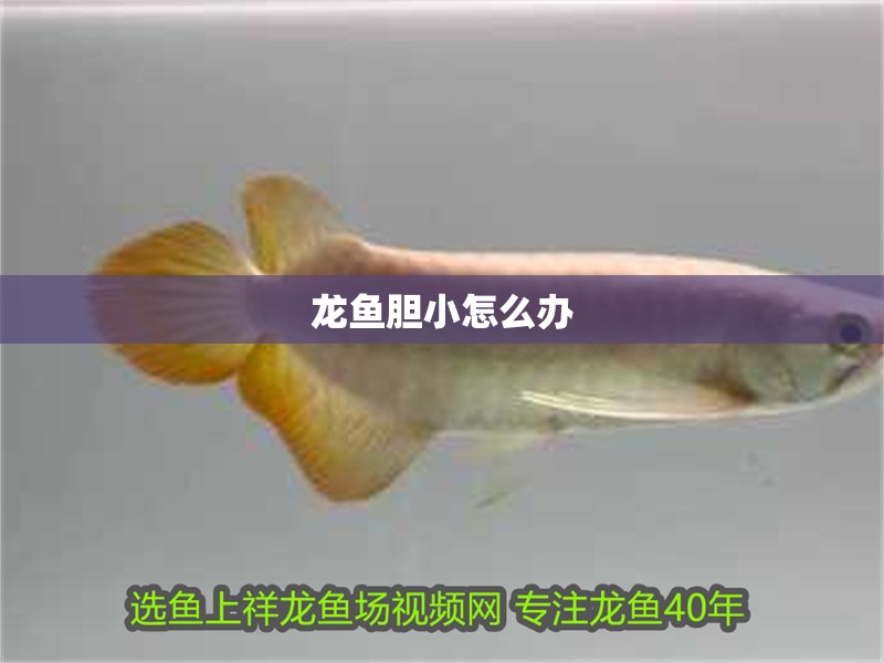 龍魚膽小怎么辦 龍魚膽小怎么辦 龍魚百科 第2張