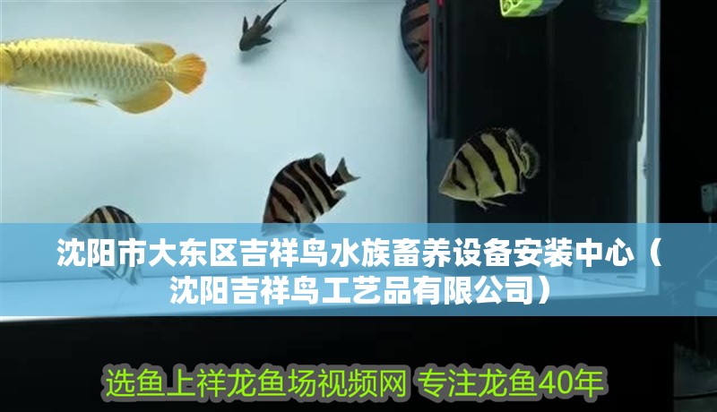 沈陽市大東區吉祥鳥水族畜養設備安裝中心（沈陽吉祥鳥工藝品有限公司）