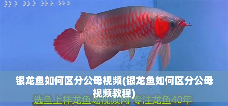 銀龍魚如何區分公母視頻(銀龍魚如何區分公母視頻教程)