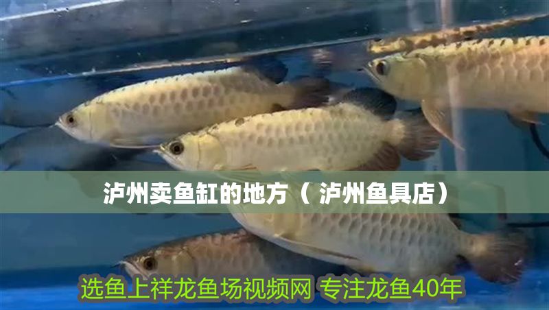 瀘州賣魚缸的地方( 瀘州魚具店) 魚缸百科 第1張 瀘州賣魚缸的地方( 瀘州魚具店) 瀘州賣魚缸的地方( 瀘州魚具店) 魚缸百科 第1張