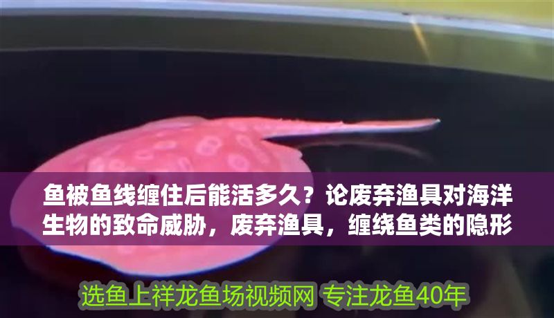 魚被魚線纏住后能活多久？論廢棄漁具對海洋生物的致命威脅，廢棄漁具，纏繞魚類的隱形殺手與海洋生態(tài)危機