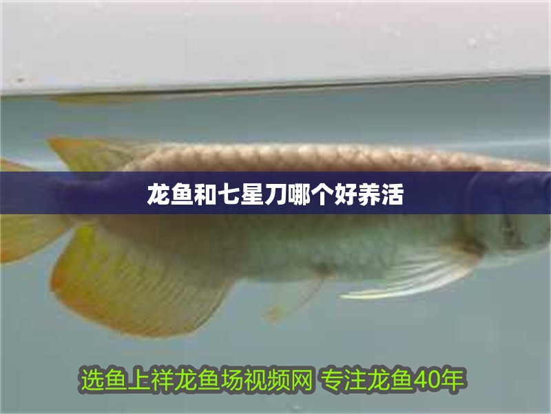 龍魚和七星刀哪個好養活