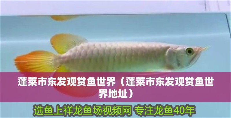 蓬萊市東發觀賞魚世界（蓬萊市東發觀賞魚世界地址）