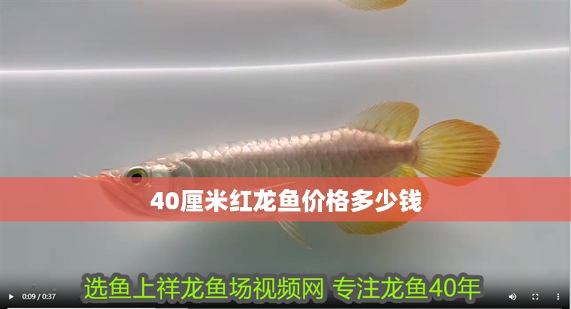 40厘米紅龍魚價格多少錢