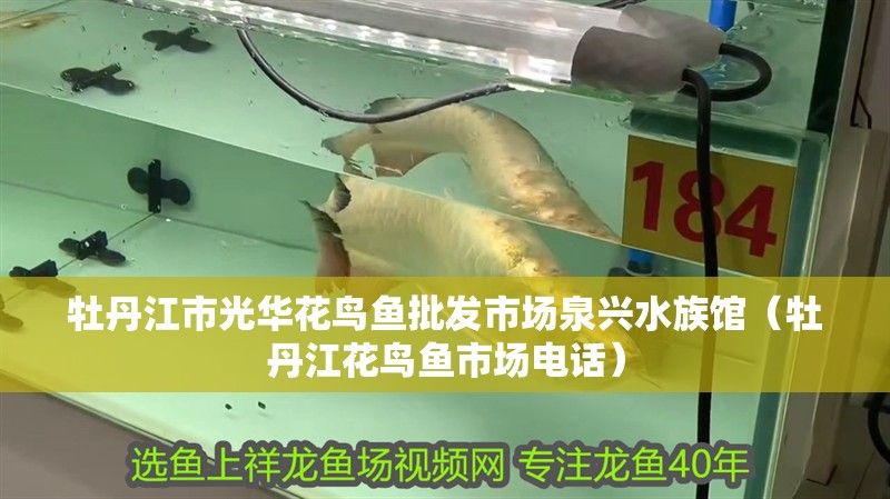 牡丹江市光華花鳥魚批發市場泉興水族館（牡丹江花鳥魚市場電話）