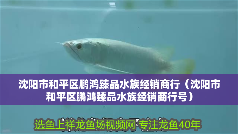 沈陽市和平區鵬鴻臻品水族經銷商行（沈陽市和平區鵬鴻臻品水族經銷商行號）