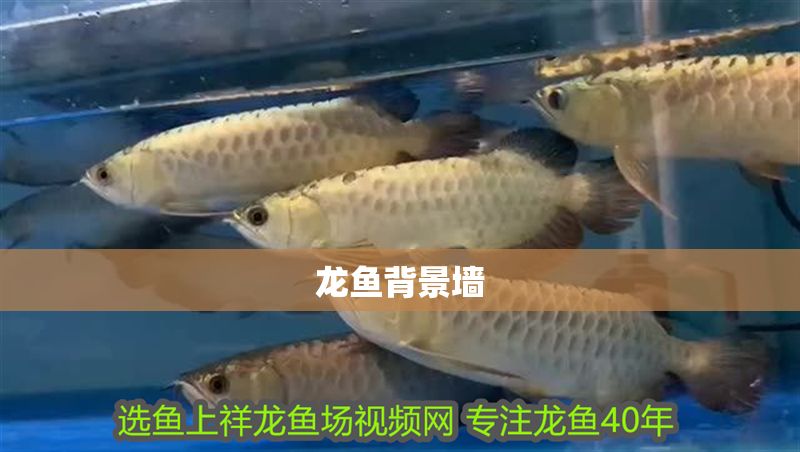 龍魚背景墻