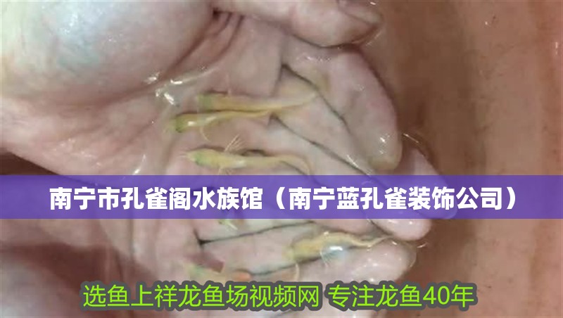 南寧市孔雀閣水族館（南寧藍孔雀裝飾公司）