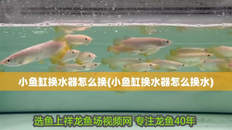 小魚缸換水器怎么換(小魚缸換水器怎么換水) 錦鯉魚百科 第1張 小魚缸換水器怎么換(小魚缸換水器怎么換水) 小魚缸換水器怎么換(小魚缸換水器怎么換水) 錦鯉魚百科 第1張