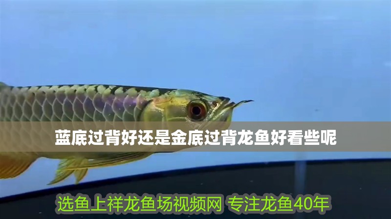藍底過背好還是金底過背龍魚好看些呢 藍底過背好還是金底過背龍魚好看些呢 龍魚百科 第2張