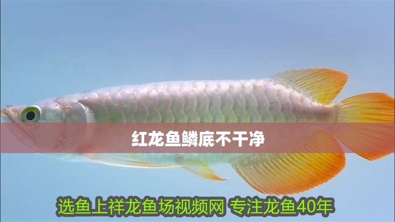 紅龍魚鱗底不干凈