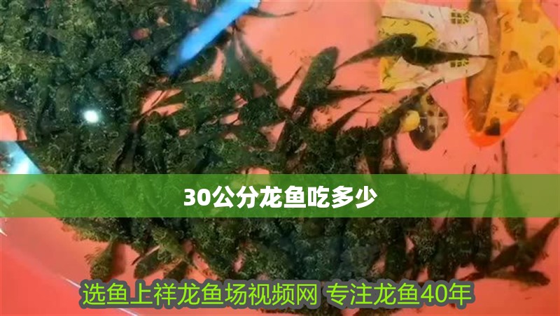 30公分龍魚吃多少