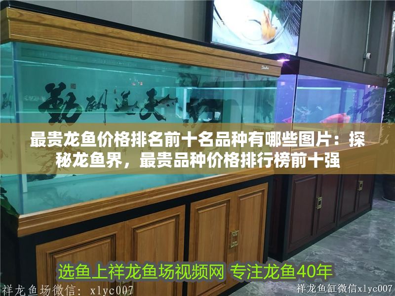 最貴龍魚價格排名前十名品種有哪些圖片：探秘龍魚界，最貴品種價格排行榜前十強