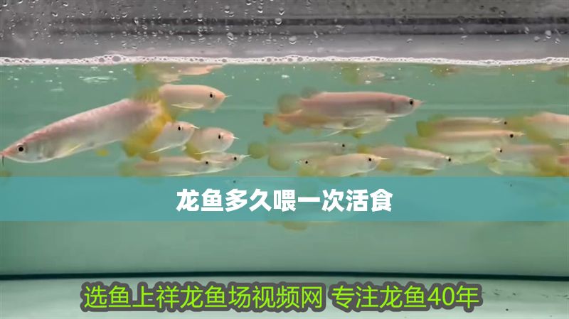 龍魚多久喂一次活食