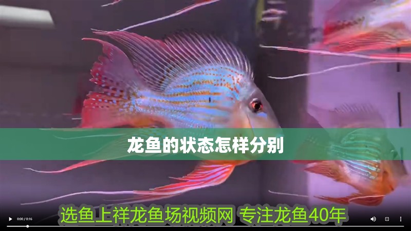龍魚的狀態怎樣分別