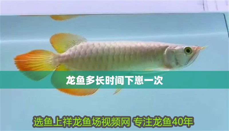 龍魚多長時間下崽一次