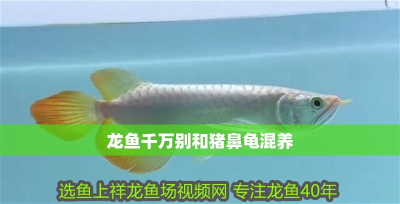 我的虎魚真菌感染了要怎么處理 龍魚千萬別和豬鼻龜混養 豬鼻龜百科 龍魚千萬別和豬鼻龜混養 龍魚千萬別和豬鼻龜混養 豬鼻龜百科