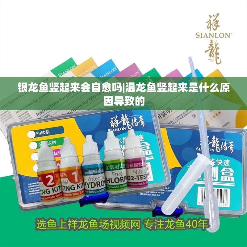 銀龍魚豎起來會自愈嗎|溫龍魚豎起來是什么原因導致的