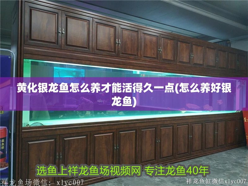 黃化銀龍魚怎么養(yǎng)才能活得久一點(怎么養(yǎng)好銀龍魚)