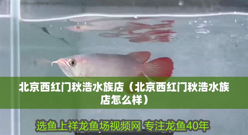 北京西紅門秋浩水族店（北京西紅門秋浩水族店怎么樣）