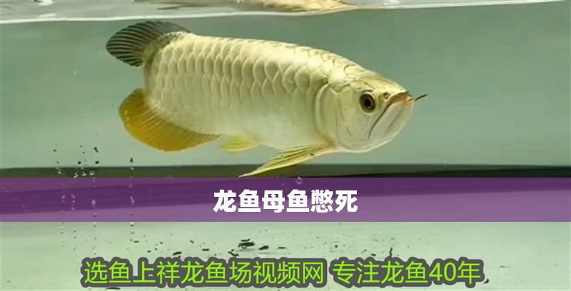 龍魚母魚憋死