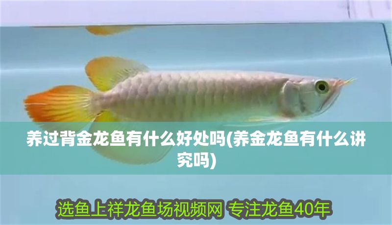 養(yǎng)過背金龍魚有什么好處嗎(養(yǎng)金龍魚有什么講究嗎)
