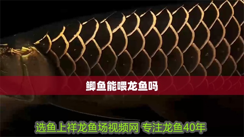 鯽魚能喂龍魚嗎