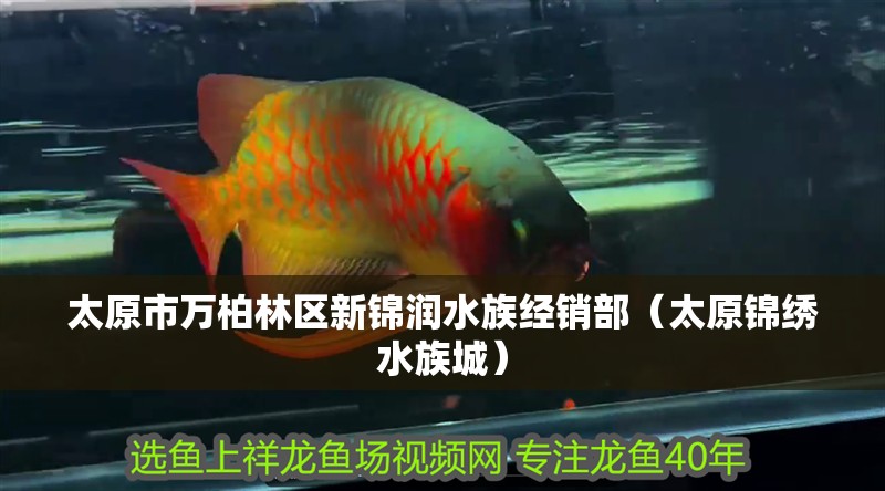 太原市萬柏林區新錦潤水族經銷部（太原錦繡水族城）