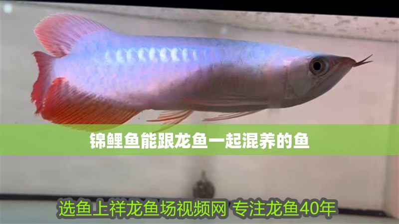 錦鯉魚能跟龍魚一起混養的魚