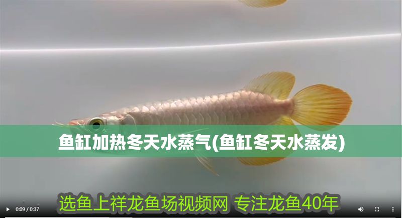 魚缸加熱冬天水蒸氣(魚缸冬天水蒸發)