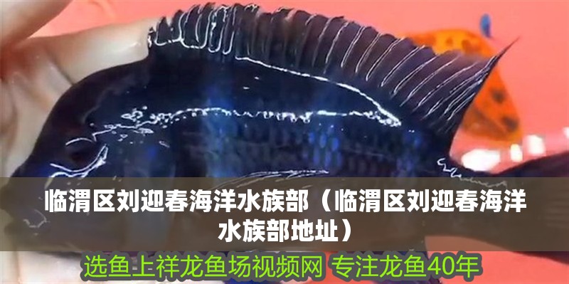 臨渭區(qū)劉迎春海洋水族部（臨渭區(qū)劉迎春海洋水族部地址）