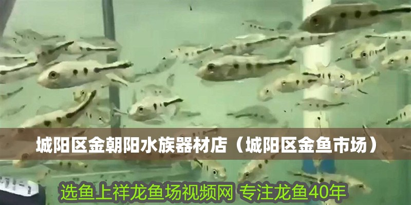 城陽區金朝陽水族器材店（城陽區金魚市場） 城陽區金朝陽水族器材店（城陽區金魚市場） 全國水族館企業名錄 第2張