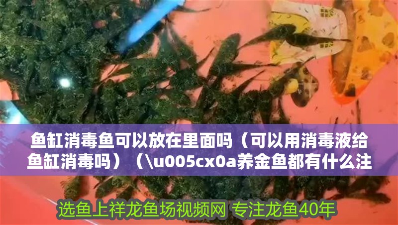 魚缸消毒魚可以放在里面嗎（可以用消毒液給魚缸消毒嗎）（\u005cx0a養金魚都有什么注意事項）