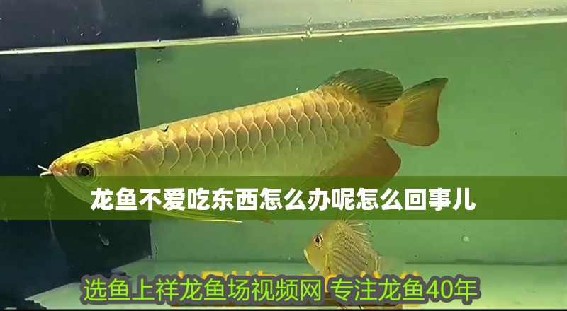 龍魚不愛吃東西怎么辦呢怎么回事兒
