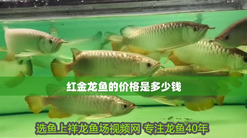 紅金龍魚的價格是多少錢