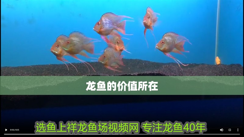龍魚(yú)的價(jià)值所在