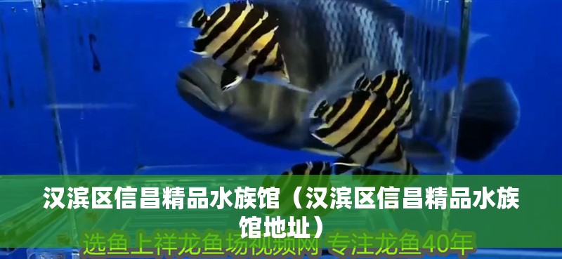 漢濱區信昌精品水族館（漢濱區信昌精品水族館地址）