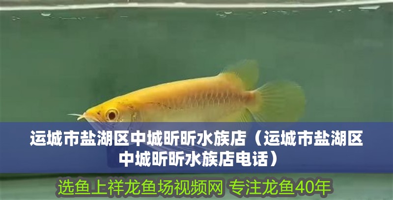 運城市鹽湖區中城昕昕水族店（運城市鹽湖區中城昕昕水族店電話）