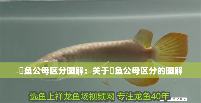 魟魚公母區分圖解：關于魟魚公母區分的圖解