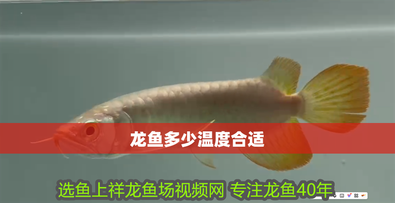 龍魚多少溫度合適