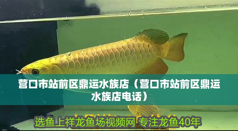 營口市站前區鼎運水族店（營口市站前區鼎運水族店電話）