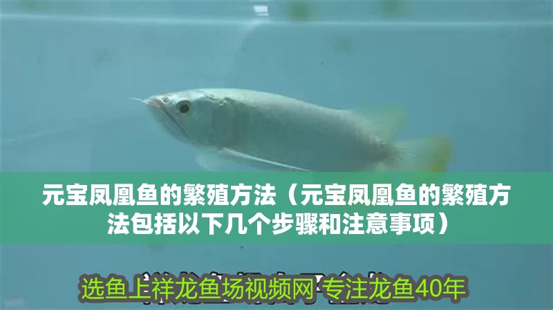 元寶鳳凰魚的繁殖方法（元寶鳳凰魚的繁殖方法包括以下幾個步驟和注意事項）