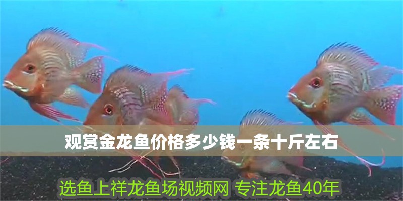 觀賞金龍魚價(jià)格多少錢一條十斤左右
