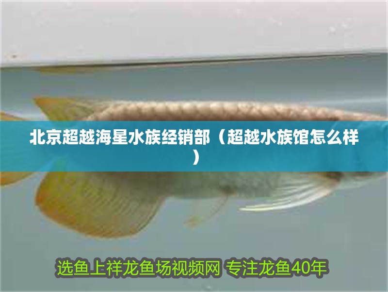 北京超越海星水族經銷部（超越水族館怎么樣）