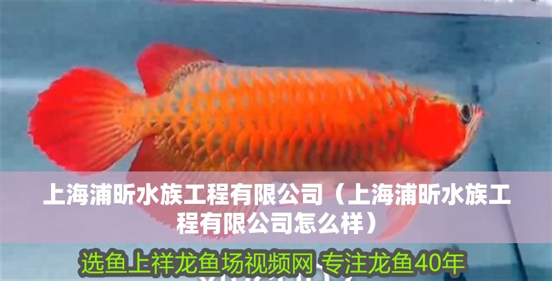 上海浦昕水族工程有限公司（上海浦昕水族工程有限公司怎么樣）