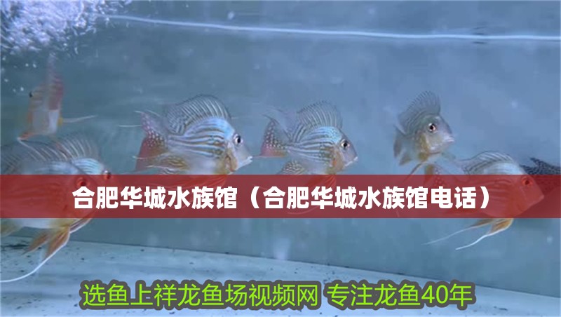 合肥華城水族館（合肥華城水族館電話）