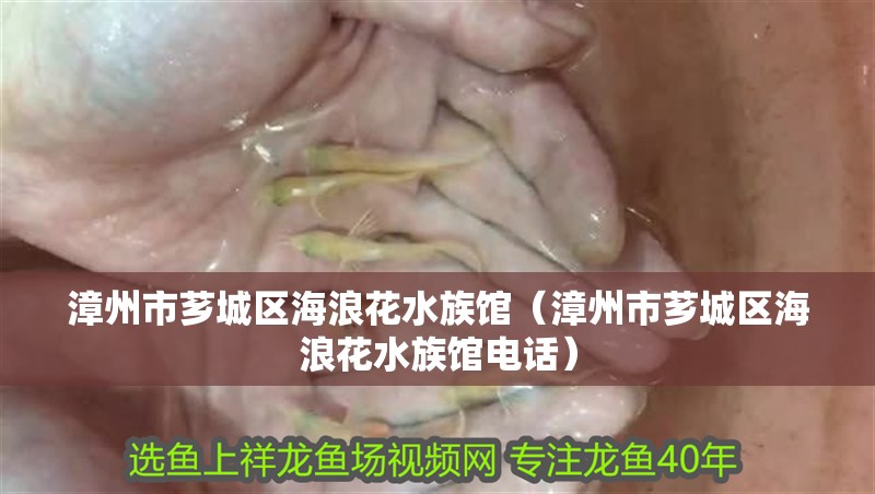 漳州市薌城區(qū)海浪花水族館（漳州市薌城區(qū)海浪花水族館電話）